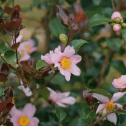 Just Chill Red Tip™ Camellia -Great Garden Plants CamelliaJustChillRedTipDSC05601 1080x1080 29a208c