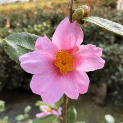 Just Chill Red Tip™ Camellia -Great Garden Plants CamelliaJustChillRedTipIMG 8293 1080x1080 02fad89