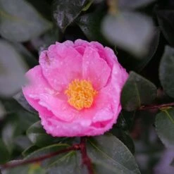 Just Chill™ Double Mauve Camellia -Great Garden Plants Camellia Just Chill Double Mauve P1201148 800 800 60