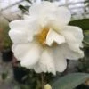 Just Chill™ Double White Camellia -Great Garden Plants Camellia Just Chill Double White IMG 8348 800 800 60