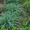 Bunny Blue® 'Hobb' Sedge -Great Garden Plants Carex Bunny Blue 01