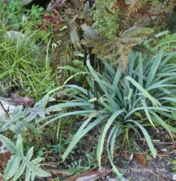 Bunny Blue® 'Hobb' Sedge -Great Garden Plants Carex Bunny Blue 02