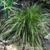 Eastern Star Sedge -Great Garden Plants Carex Radiata 04