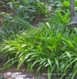 Plantain-Leaf Sedge -Great Garden Plants Carex plantaginea 01