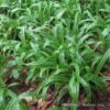 Plantain-Leaf Sedge -Great Garden Plants Carex plantaginea 03