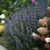 Beyond Midnight® Bluebeard -Great Garden Plants Caryopteris Beyond Midnight 1 P 7de8195d fa6b 4c9b 9e82 b5ea83a9edb8 sw