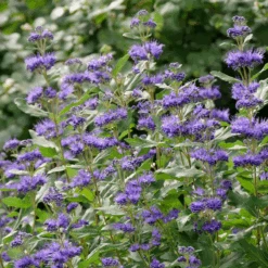 Beyond Midnight® Bluebeard -Great Garden Plants CaryopterisBeyondMidnightP1014734 800x800 b51c260