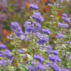 Beyond Midnight® Bluebeard -Great Garden Plants CaryopterisBeyondMidnightP1014894 800x800 c72d939
