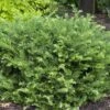 'Fritz Huber' Plum Yew 1 'Fritz Huber' Plum Yew -Great Garden Plants Cephalotaxus Fritz Huber 1 sw