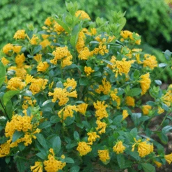 Juiced™ Orange Jessamine
