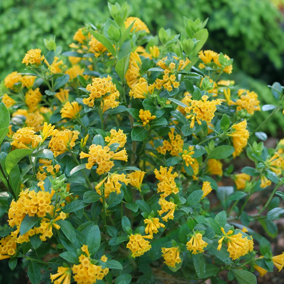Juiced™ Orange Jessamine 3 Juiced™ Orange Jessamine