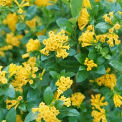 Juiced™ Orange Jessamine 9 Juiced™ Orange Jessamine -Great Garden Plants CestrumJuicedOrangeP1184590 1080x1080 2030ad0