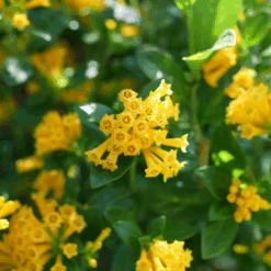 Juiced™ Orange Jessamine 10 Juiced™ Orange Jessamine -Great Garden Plants CestrumJuicedOrangeP1184599 1080x1080 06bdbae