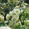 Double Take Eternal White™ Flowering Quince 2 Double Take Eternal White™ Flowering Quince -Great Garden Plants ChaenomelesDoubleTakeEternalWhiteDSC05805 1080x1080 cd937e0