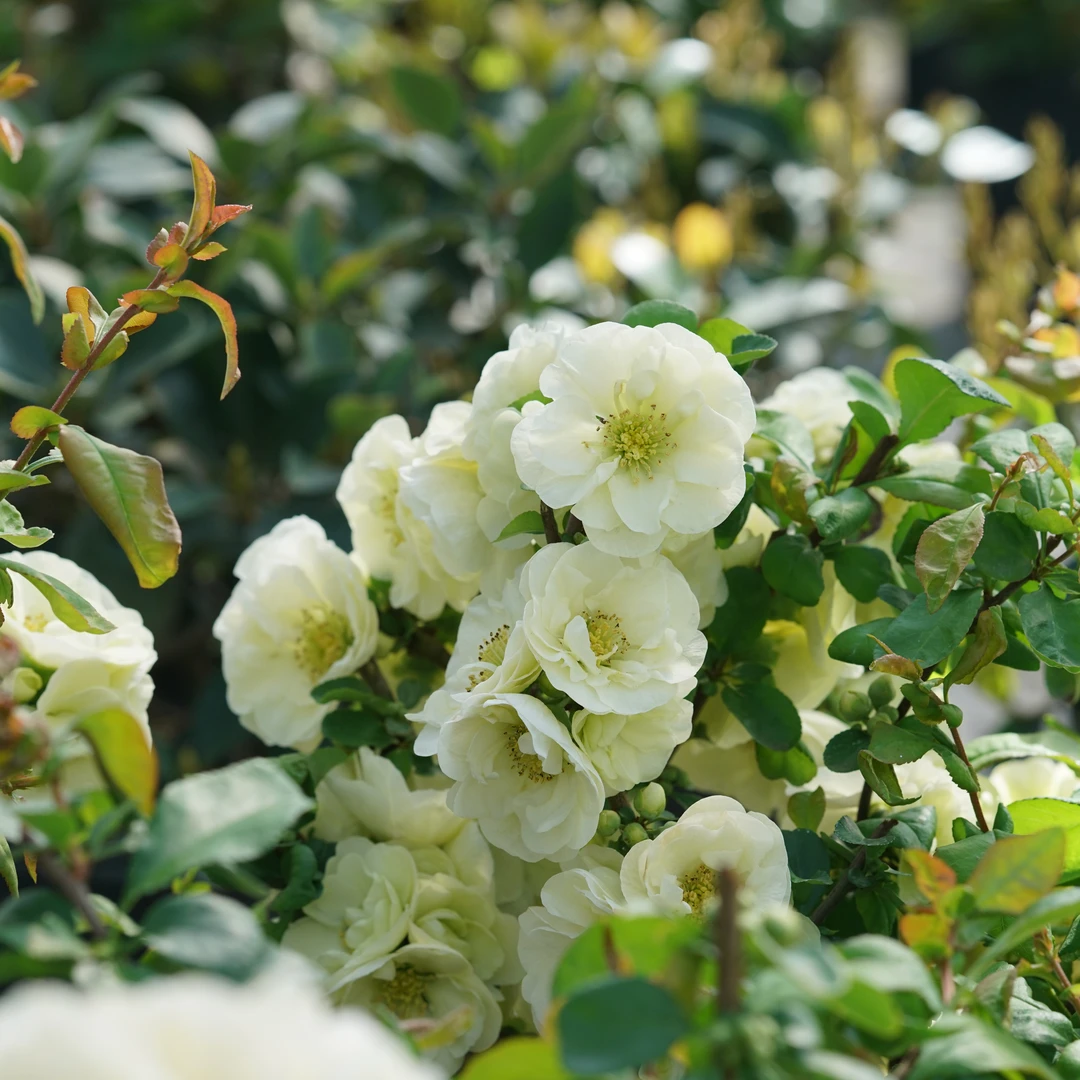 Double Take Eternal White™ Flowering Quince 3 Double Take Eternal White™ Flowering Quince