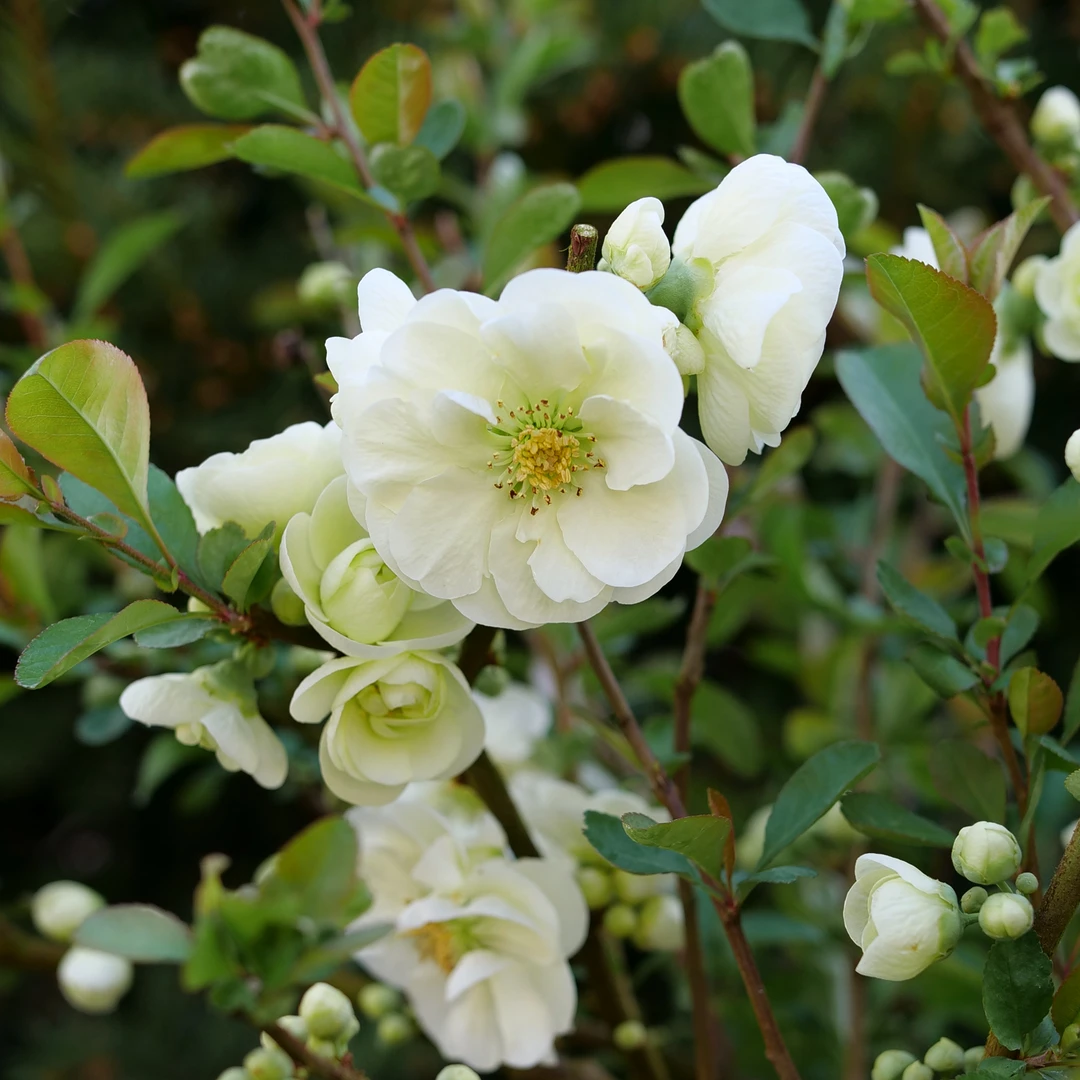 Double Take Eternal White™ Flowering Quince 4 Double Take Eternal White™ Flowering Quince - Image 2