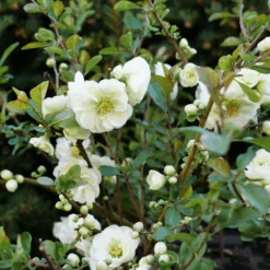 Double Take Eternal White™ Flowering Quince 9 Double Take Eternal White™ Flowering Quince -Great Garden Plants ChaenomelesDoubleTakeEternalWhiteP1151363 1080x1080 ea480fc