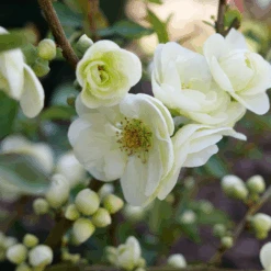 Double Take Eternal White™ Flowering Quince 10 Double Take Eternal White™ Flowering Quince -Great Garden Plants ChaenomelesDoubleTakeEternalWhiteP1151371 1080x1080 18aece4
