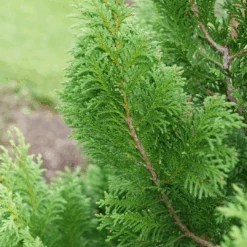 Cedar Rapids™ False Cypress -Great Garden Plants ChamaecyparisCedarRapidsP1184301 1080x1080 f31fac6
