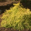 'Gold Mop' False Cypress -Great Garden Plants ChamaecyparisGoldMop1