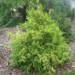 'Gold Mop' False Cypress -Great Garden Plants ChamaecyparisGoldMop2