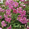 Pink Mink® Clematis -Great Garden Plants Clematis Pink Mink 1