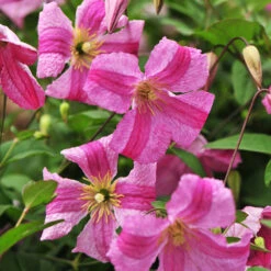 Pink Mink® Clematis -Great Garden Plants Clematis Pink Mink 2