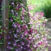 'Sweet Summer Love' Clematis -Great Garden Plants Clematis sweet summer love