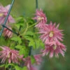 Sparky® Pink Clematis -Great Garden Plants Clematis Sparky Pink 1 P