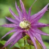 Sparky® Purple Clematis 1 Sparky® Purple Clematis -Great Garden Plants Clematis Sparky Purple 2 P