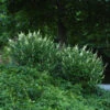 Sugartina® 'Crystalina' Summersweet -Great Garden Plants Clethra Sugartina Crystalina 1 P