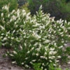Vanilla Spice® Summersweet -Great Garden Plants Clethra Vanilla Spice 1