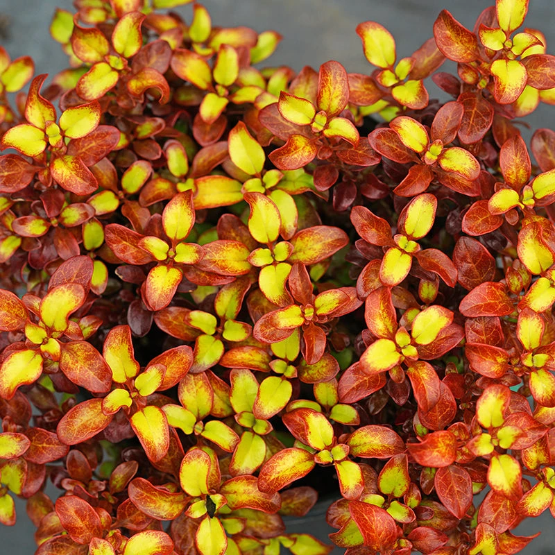 Waxwing™ Orange Mirror Bush 3 Waxwing™ Orange Mirror Bush