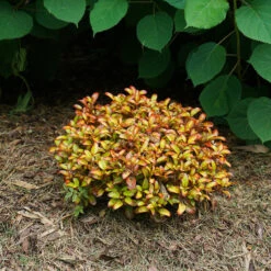 Waxwing™ Orange Mirror Bush 10 Waxwing™ Orange Mirror Bush -Great Garden Plants Coprosma Waxwing Orange 4