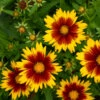 Uptick™ Gold & Bronze Tickseed -Great Garden Plants Coreopsis Uptick Gold Bronze 1 P