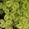 Golden Shadows® Pagoda Dogwood 1 Golden Shadows® Pagoda Dogwood -Great Garden Plants Cornus Gold Shadows 1 sw