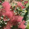 The Velvet Fog® Smokebush 2 The Velvet Fog® Smokebush -Great Garden Plants Cotinus The Velvet Fog 1