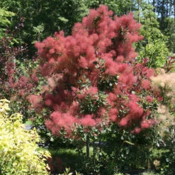 The Velvet Fog® Smokebush -Great Garden Plants Cotinus The Velvet Fog 2