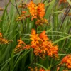 'Firestarter' Montbretia -Great Garden Plants CrocosmiaFirestarsFirestarter