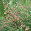 Sister Rosie® Scotch Broom -Great Garden Plants Cytisus Siste Rosie 1 P