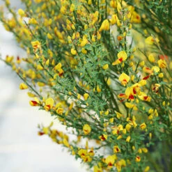 Sister Disco® Scotch Broom