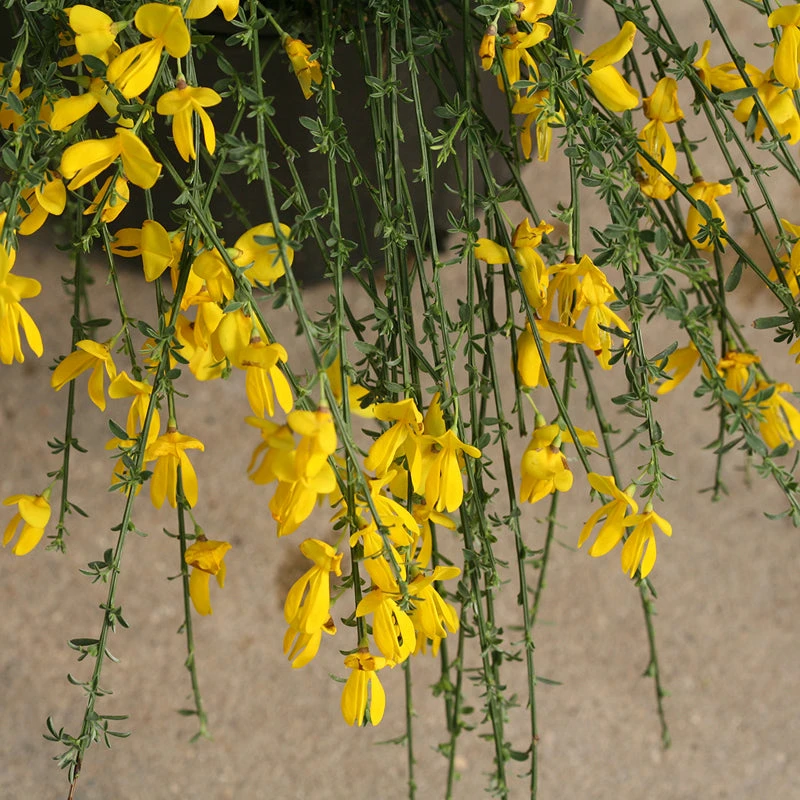 Sister Golden Hair® Scotch Broom 4 Sister Golden Hair® Scotch Broom - Image 2