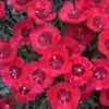 'Eastern Star' Dianthus 1 'Eastern Star' Dianthus -Great Garden Plants DIAES1Q 1 sw