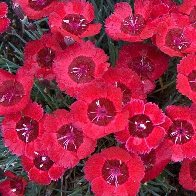 'Eastern Star' Dianthus 3 'Eastern Star' Dianthus