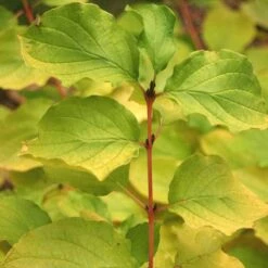 Arctic Sun® Dogwood 8 Arctic Sun® Dogwood -Great Garden Plants DOGASSQ 4 727e43ee 43b4 470f b63a 0dd8f0970eaa sw