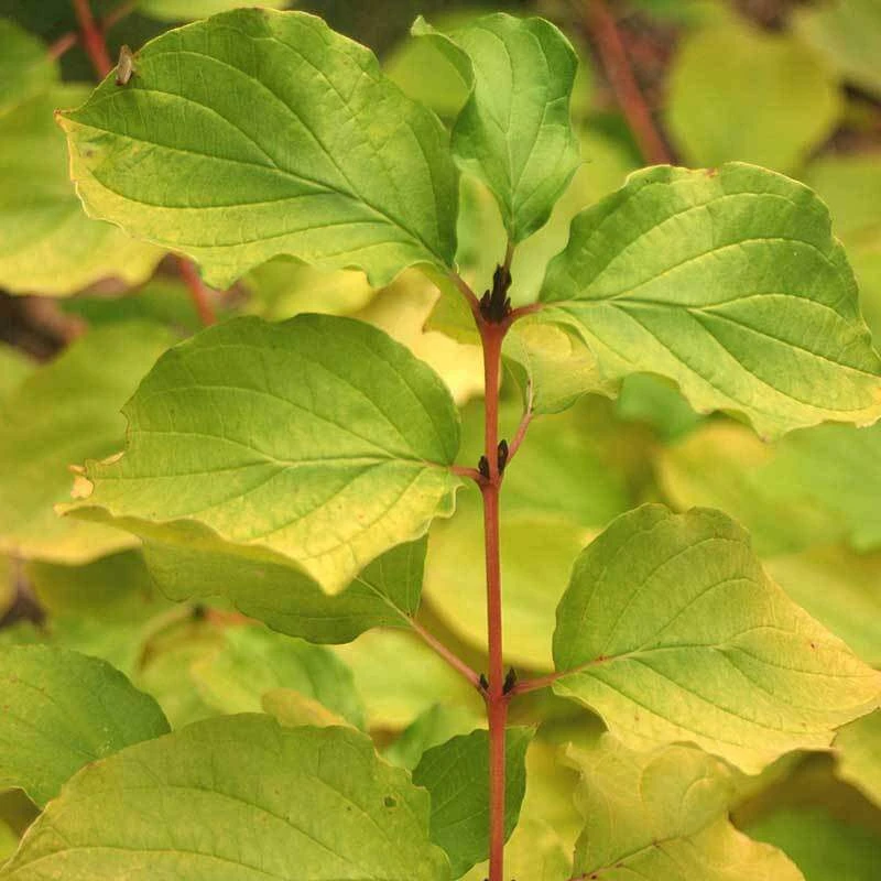 Arctic Sun® Dogwood 4 Arctic Sun® Dogwood - Image 2