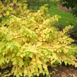 Arctic Sun® Dogwood 9 Arctic Sun® Dogwood -Great Garden Plants DOGASSQ 8c5f8373 3020 41a5 986b 7ce7620eab6a sw