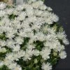Hot Cakes® 'Coconut Crush' Ice Plant -Great Garden Plants Delosperma hot cakes coconut crush ice plant 2 P sw
