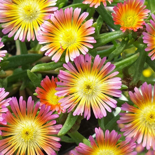 Wheels Of Wonder® Salmony Pink Ice Plant 4 Wheels Of Wonder® Salmony Pink Ice Plant - Image 2