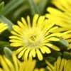 Wheels Of Wonder® Golden Wonder Ice Plant -Great Garden Plants DelospermaWheelsofWonder GoldenWonder Bloom
